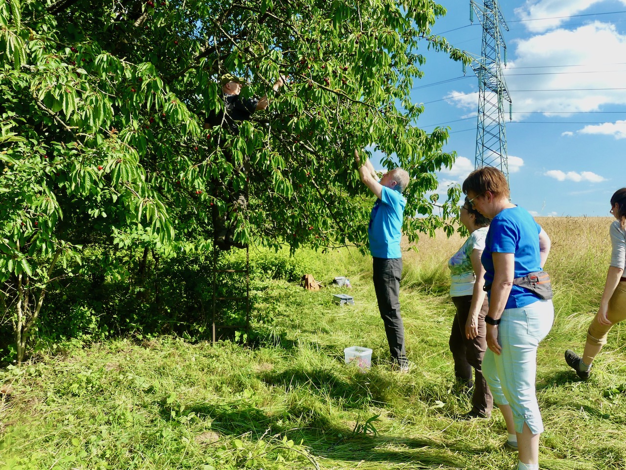 Aktive bei der Kirschenernte
