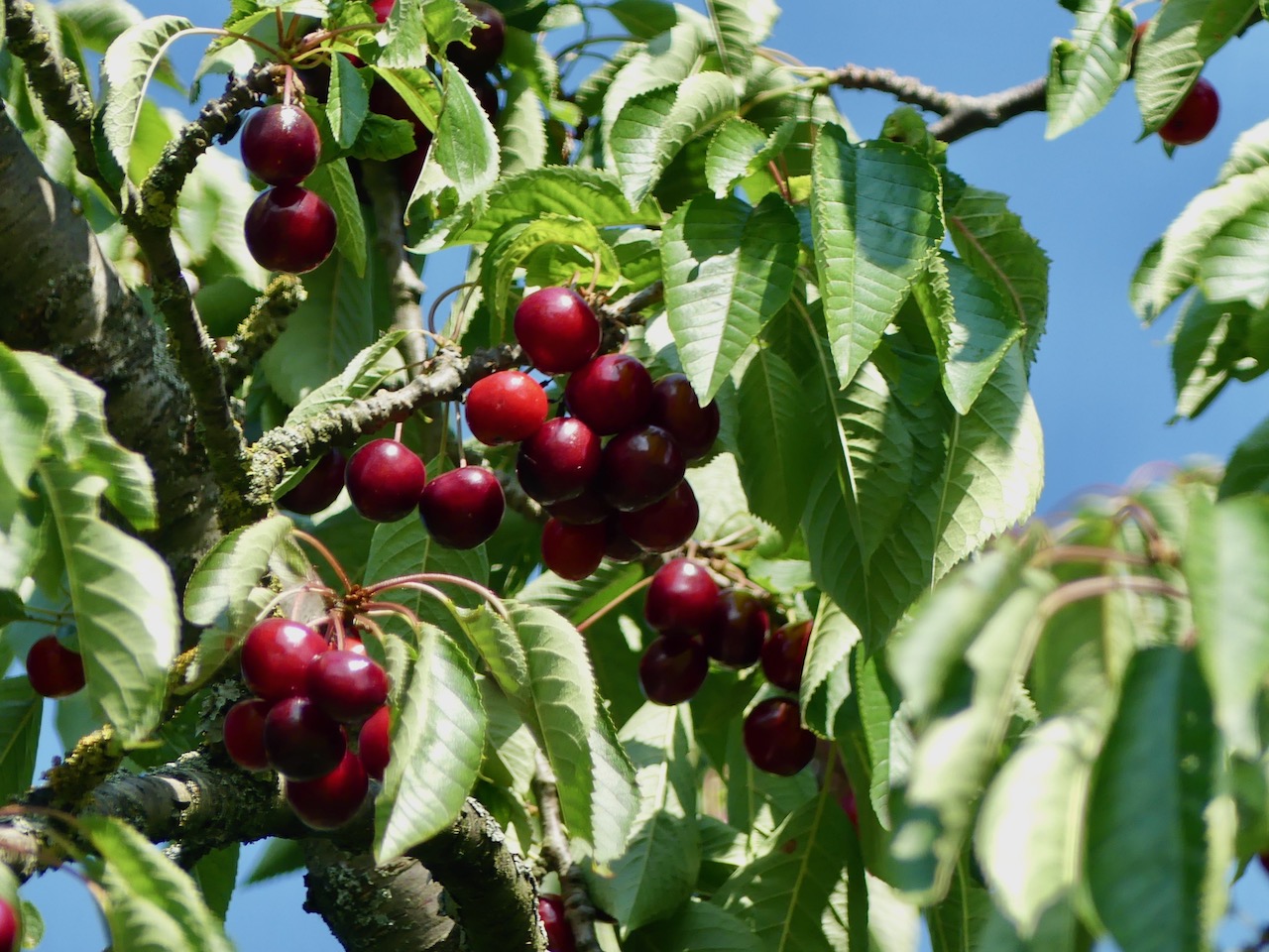 Die schmackhaften Früchte warten noch auf die Bestimmung.