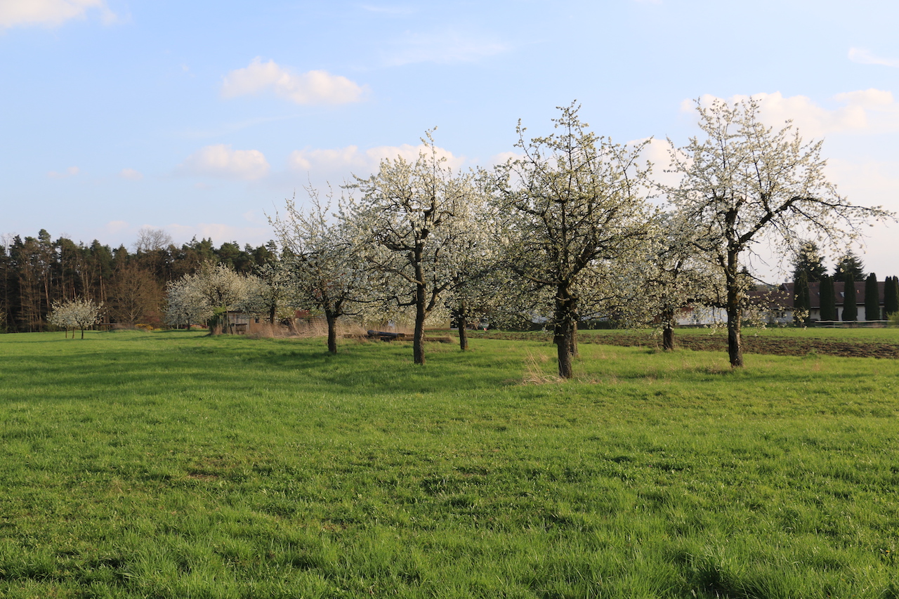 Streuobstwiese der Agenda21 Eckental