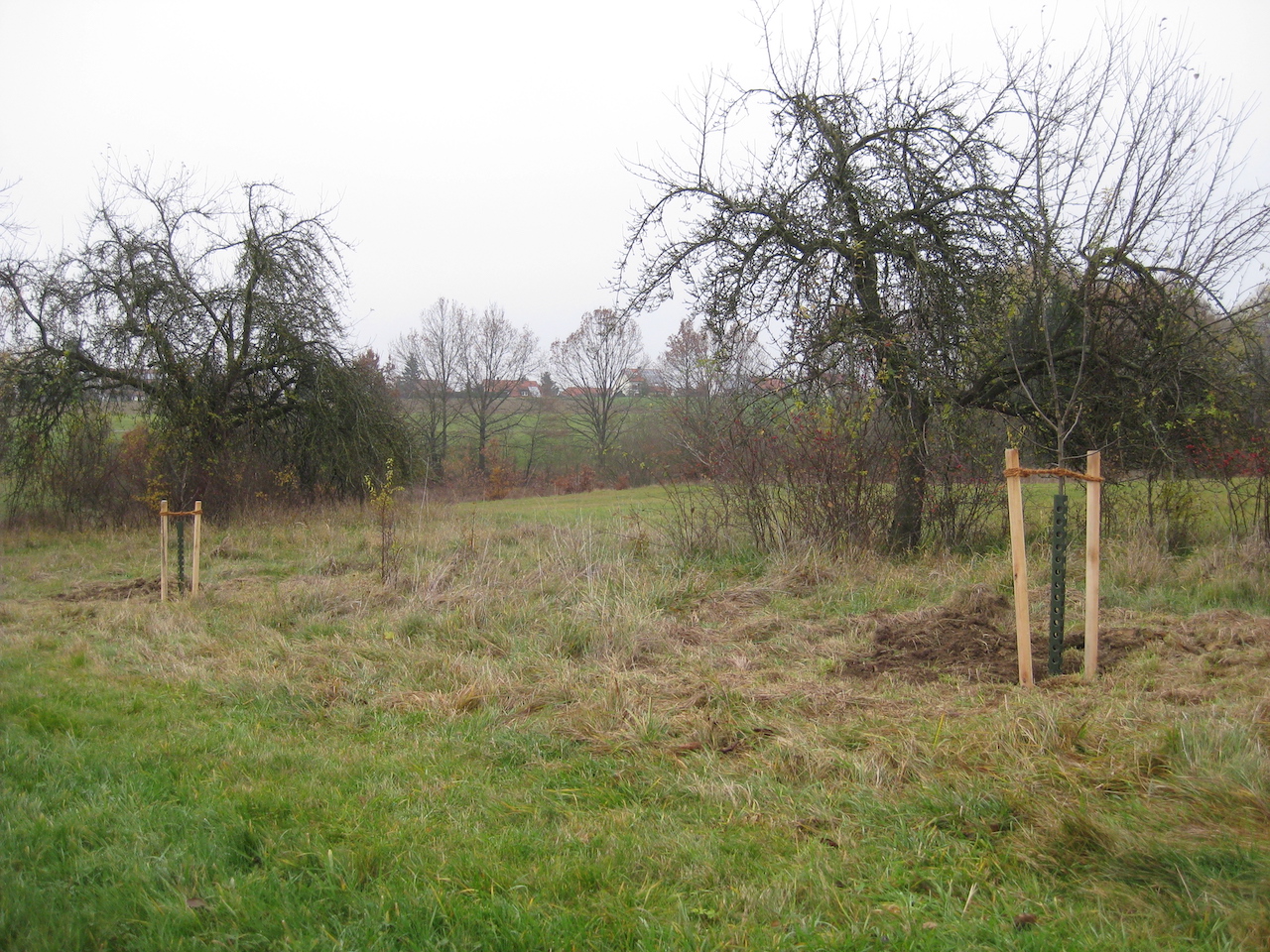 Streuobstwiese der Agenda21 Eckental